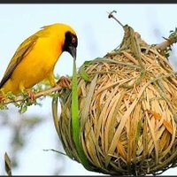 PENDAEL JOSEPH (@pendaeljoseph6) 's Twitter Profile