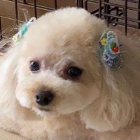 パーフェクトHC (@perfect_hc) 's Twitter Profile