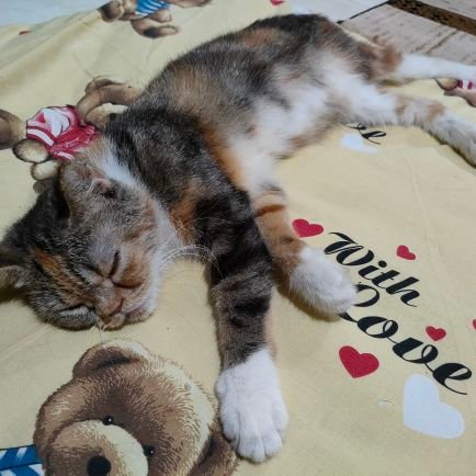 DepDepiii's profile picture. (˘ʃƪ˘) (˘̩̩̩⌣˘̩̩̩)