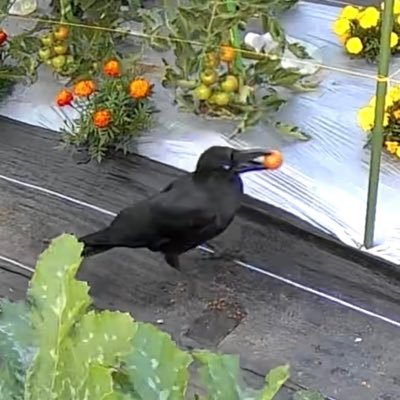 週末に畑を楽しんでいます🥕少しづつ広げて現在1a程度💕最近防虫ネット被せにハマる🥰家庭菜園5年目🔰先輩方のツイートやYoutubeを参考に家庭菜園をやってます。家庭菜園がプロフに含まれる方をフォロー中🐄💛誤字脱字お許しを🌱秋冬野菜準備中❣🥦🥬🥕😊💦有機は美味い😋