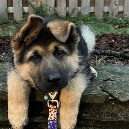 68WhiskeyMike6's profile picture. Army trained nurse and medic. Birds aren't real.