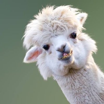 What's a baby alpaca called? Cause I’m just a baby and I’ll cria if you’re mean to me. Please be gentle.