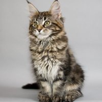 Nedal (@cipherlogs) 's Twitter Profile