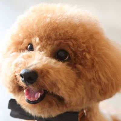 dr-susie🍺🐶酒呑消化器内科さんのプロフィール画像