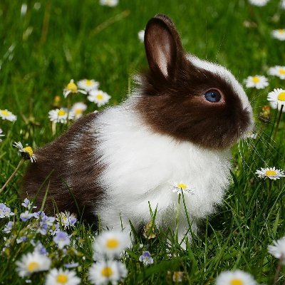 Cute Bunnies and Wild Hares every hour. :)
Check out my other accounts:
@ItsKangarooTime
@QuotesBettaLife