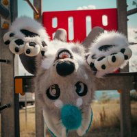 Digo The Husky (@digohusky) 's Twitter Profile