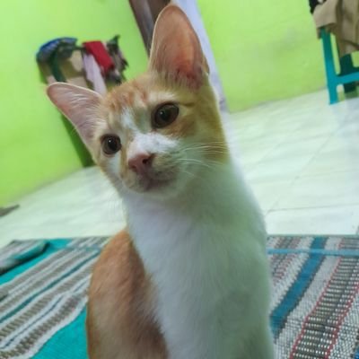 Suka musik dn kucing