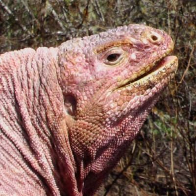 The pink iguana ain't mine I found him on Google images.. I'm gonna call him Clendor 💗