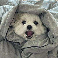 ddd (@beibei0m) 's Twitter Profile