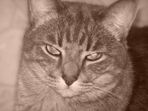 vibradiant's profile picture. Spun blindfolded and dizzy into a world I barely comprehend. Professional cat lap. Occasionally ornery but working on it.