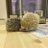 靉ぱん🦔🐾のアイコン