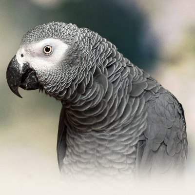 The Doris Johnson Peace of Mind Foundation offers peace of mind for Parrot Owners across the UK. Free of charge. The Parrot Zoo Trust.  (Reg. Charity 1162135)