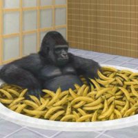 G. O'Rilla (@g0rill6) 's Twitter Profile