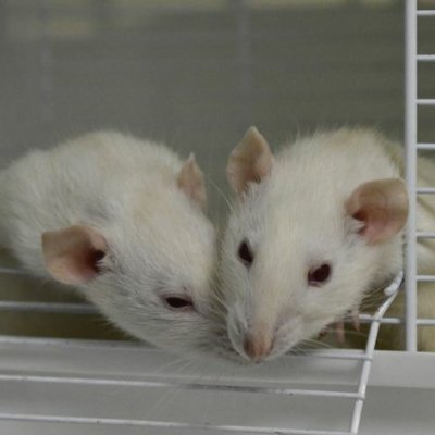 venetiablindman's profile picture. he/ey