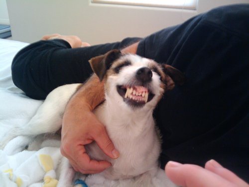 I'm a Jack Russell terrier. I love to play ball and swim. I model, but i'm more like a personality model. I enjoy long walks in the park with my owner/mom.