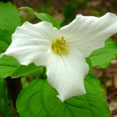 The herbarium at St Cloud State University (SCL) is a regional museum housing plant & diatom specimens.