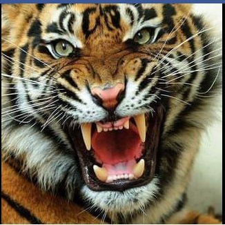 chaitutiger's profile picture. 