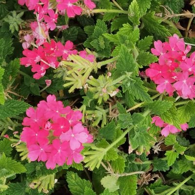 GVHUYFDCGH's profile picture. ประเทศคือสิ่งสำคัญที่สุดของฉัน