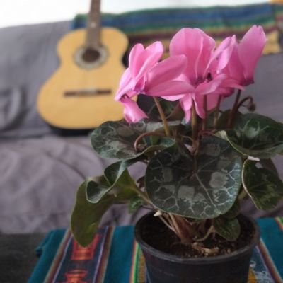 Quete55's profile picture. 💉💉⚕️⚕️🩺🩺 uso Twitter para chusmear a otros 👍