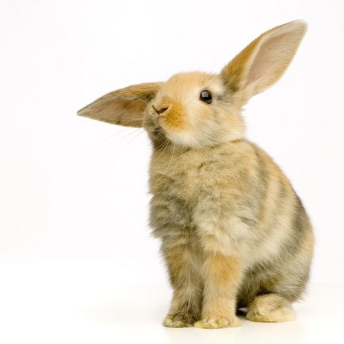 I love Minecraft. I also love bunnies. And I write sometimes, but not about Minecraft. Or bunnies.
