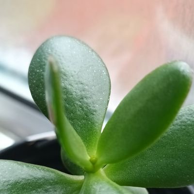 nadshoppe's profile picture. let's make healthy decisions together 💬💫

✍Opulence global independent partner