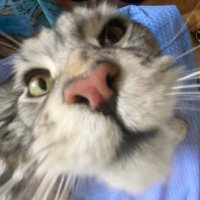 @FloraMcerlane (@florajialearn1) 's Twitter Profile