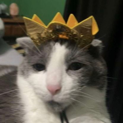 cat lover, lorde fan, swiftie, bengals fan
