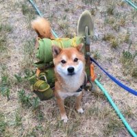 Sergio ❤️ Memecoin (@seregakurd) 's Twitter Profile