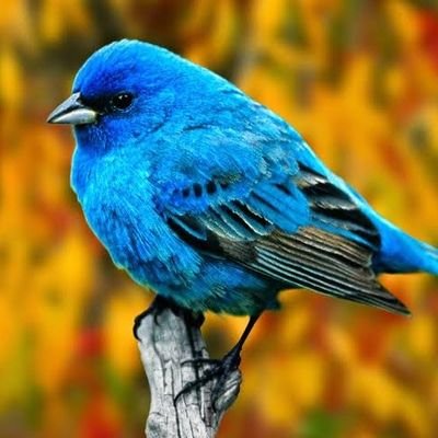 oflu_mavi's profile picture. yaşamak vız gelecekti hani..