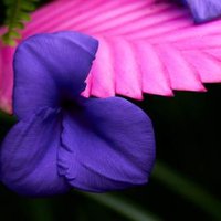フォトンマ (@photonma) 's Twitter Profile