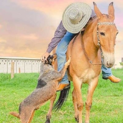 Agricultor y Ganadero Casanareño, lider social y emprendedor