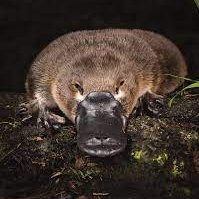 BP Platypus