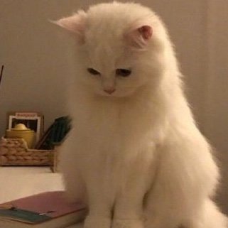 MiloMiloR1's profile picture. KiKiPop