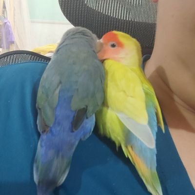 zhangborui16's profile picture. Learning trading