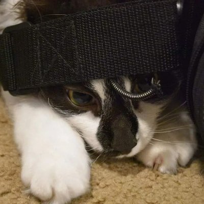 Mr. Parko is one spoiled kitty, but he's decided to give back. His new drop will donate 70% of its earnings to Roice-Hurst Humane Society. #cats #nft #pfp