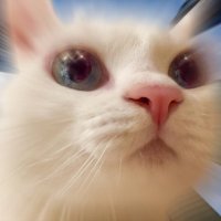 みーちゃん jDDeqgHo_200x200.jpg