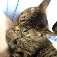のののねこ@にんねこ (@mabi_bb) 's Twitter Profile