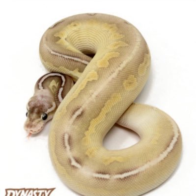 Pythonlover1976's profile picture. I love ball pythons and all snakes