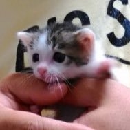 家庭菜園、海釣り、ダーツ、ゲームが好きなおっさんデス。釣りは遠投カゴが好きなスタイル!紀州団子で黒鯛もやってるよ。ダーツは最近やってなかったんでヘタクソになりました。グランボードで対戦者求む!ゲームはバーチャロン大好きです😍