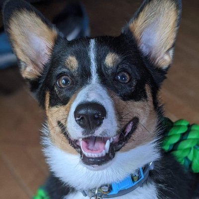 Mom to Corgi Winston, Greater Swiss Mountain Dog Maple, and 3 cats. Nonna to Husky/Retriever Jax and Corgi/Pom Kit. Loves nature, weather, and crafting. $3dogGL