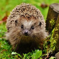 Hedgehog(@yellowwarblers) 's Twitter Profile Photo