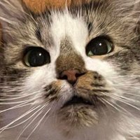 Nicole Thorn (@nicolethorn) 's Twitter Profile Photo Nicole Thorn (@nicolethorn) 's Twitter Profile Photo