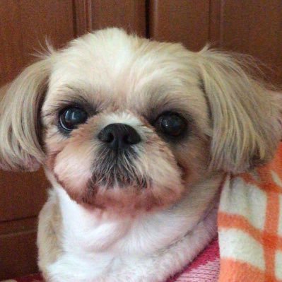 I1aShKkxwsNo66h's profile picture. アヤちゃん令和2年6月8日9歳お空に行ってしまいました🌈🌈🌈🌈お利口さん偉い子良い子可愛い娘❤️最高娘ですずっと永遠に愛してる大好き好き世界一宝物だよ可愛い❤️娘ずっと一諸私の大切娘ずっと忘れないよシーズーちゃん子犬女の子2月8日生まれ3ヶ月名前ミク5月19日お迎えしましたアヤミクママ宜しくお願いします