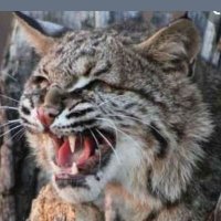 Bobcat of Hard Truth(@DarkBobcat) 's Twitter Profile Photo