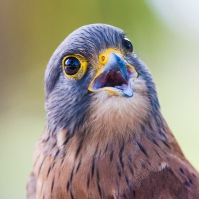 WindVoice_jp's profile picture. ガラクタ置き場のようになっているWebサイト
https://t.co/sgLV8ByFYi