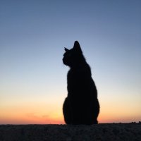 えむ39🇺🇸米国株&STEPN (@hoshinezumin) Twitter profile photo