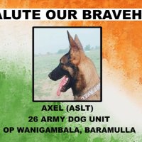 Virendra Singh Rathore (@streetdogsworld) 's Twitter Profile Photo Virendra Singh Rathore (@streetdogsworld) 's Twitter Profile Photo