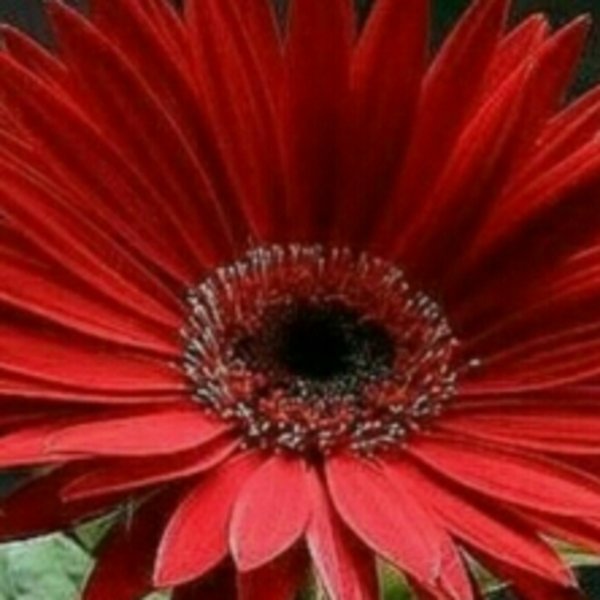 Antonid87281159's profile picture. 