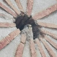 Zorromicali (@zorromicalo) 's Twitter Profile