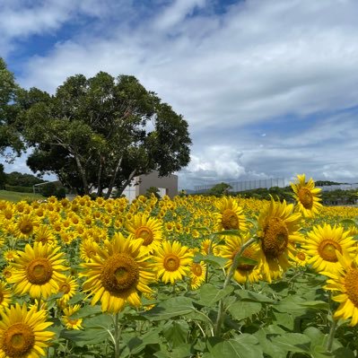 ◎浜松市内在住。毎日浜松市の空をポストしています。たまに浜松市外の遠征先からのポストも。食べ物ネタも多め。無言フォロー歓迎です。気軽にフォローよろしくお願いします♪ コメントも気軽に書き込みしてくださいね。⚠️トラブル防止のため、DMでのやり取りはしていません